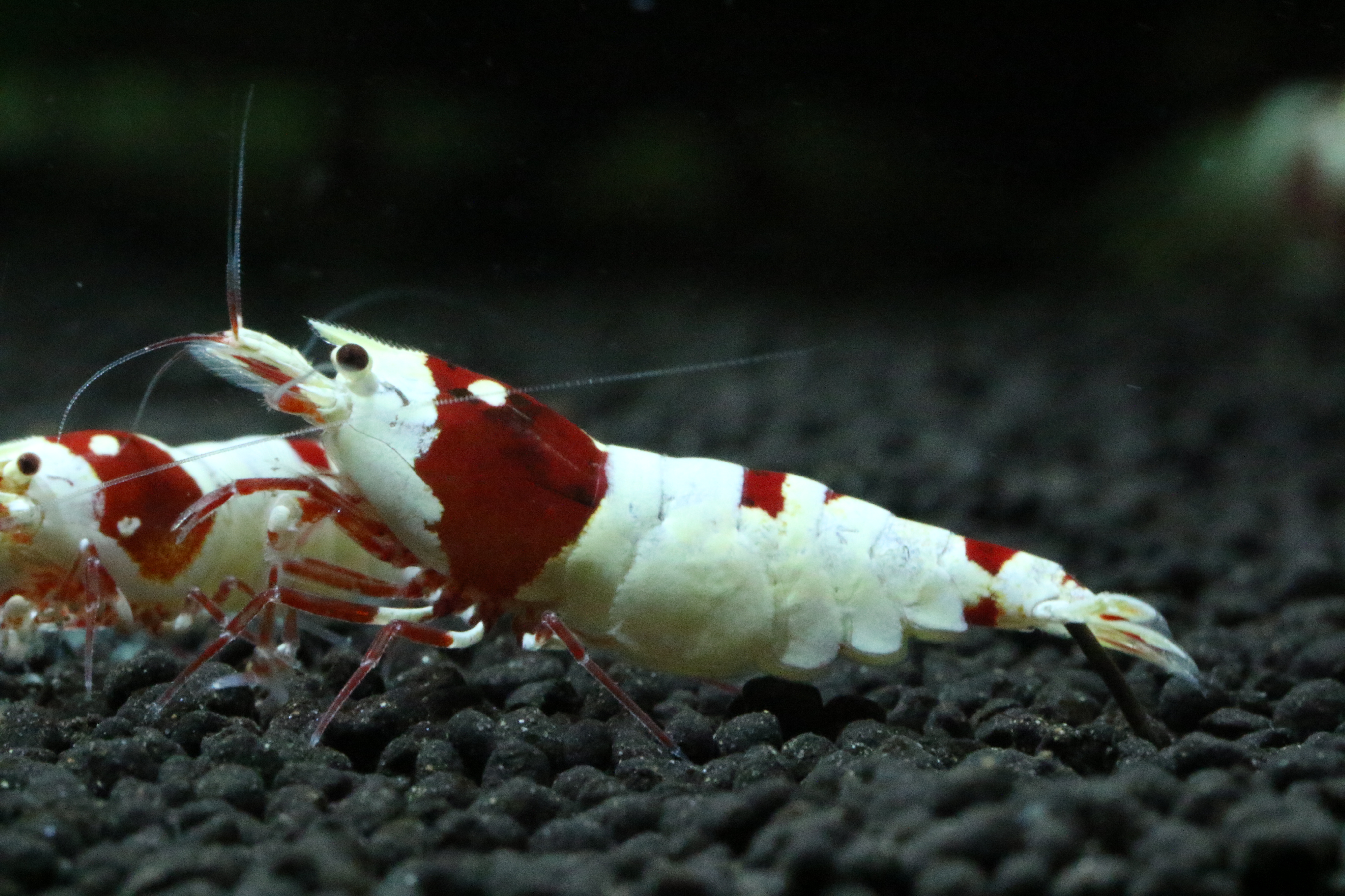 お知らせ Shrimp Contest ページ