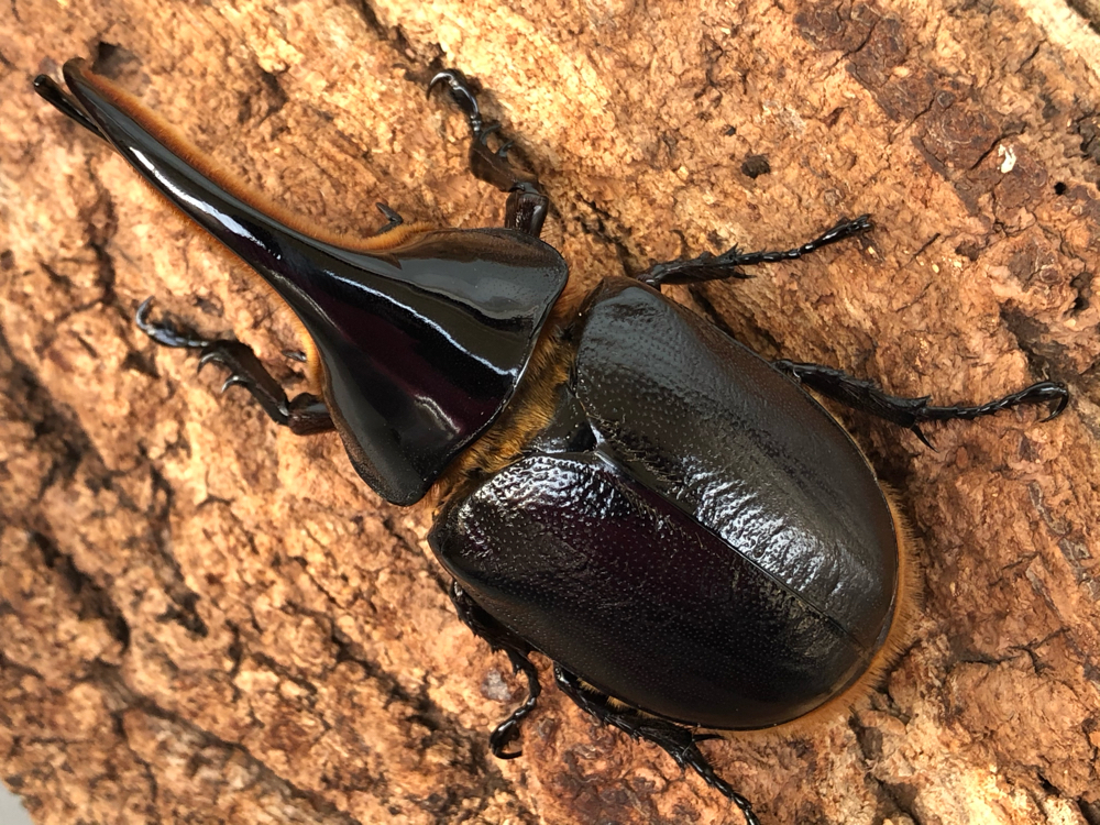 当店のサタンオオカブトについて - -GrAnDiS- SHOP