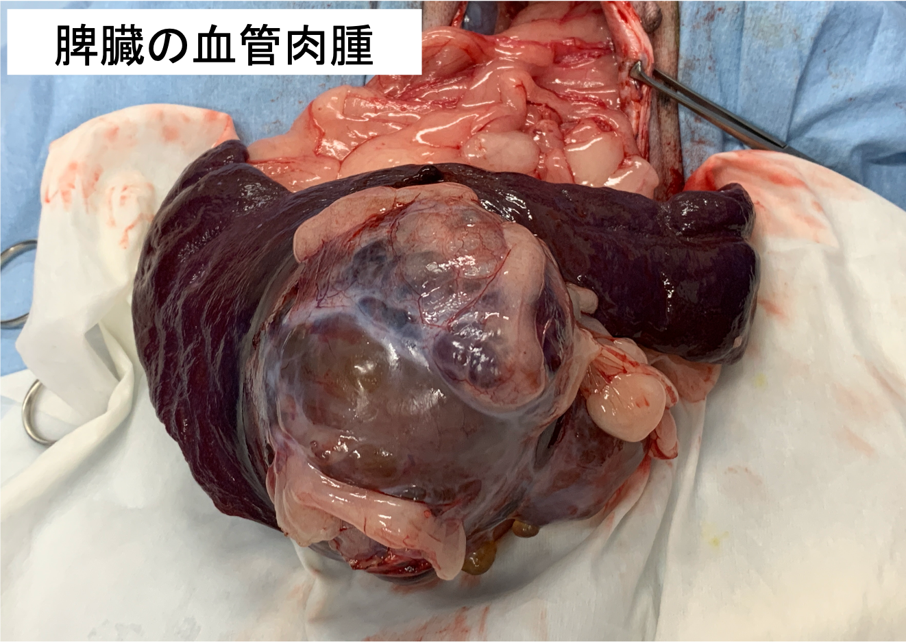 犬の血管肉腫 脾臓 肝臓の腫瘍 ショック 立川市 昭島市 日野市 動物病院 トリミング 送迎
