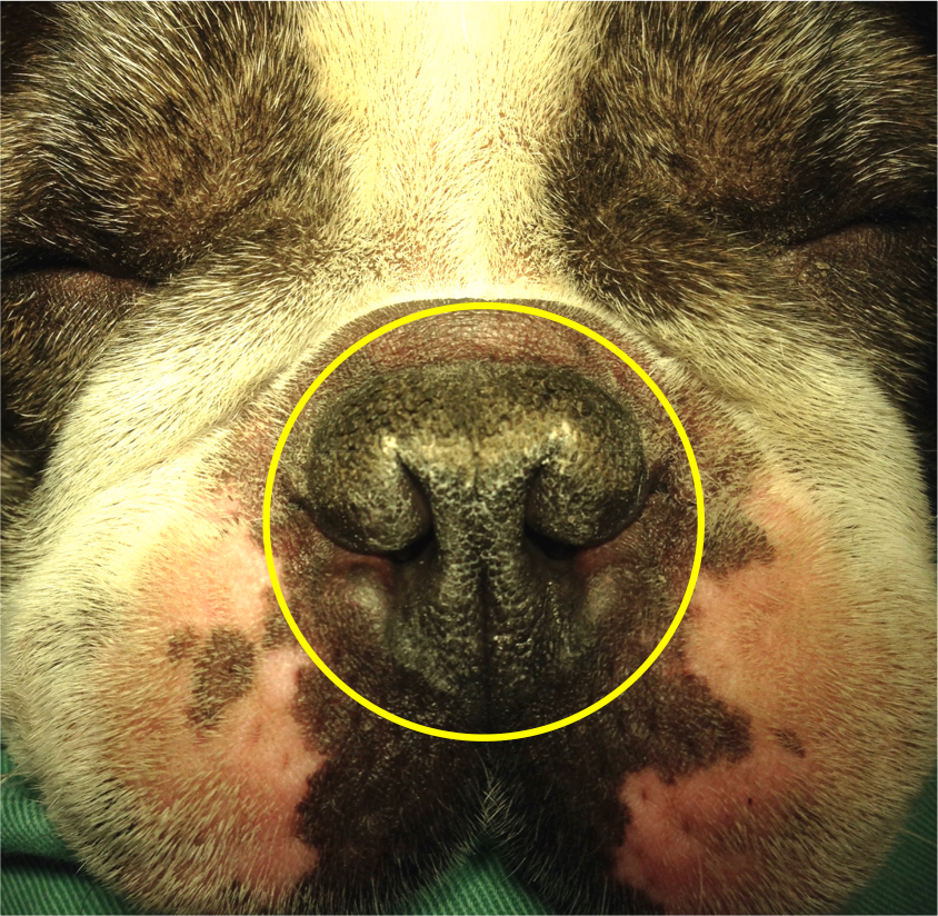 DVD 短頭種気道症候群の病態と治療 短頭種気道症候群の診かた・考えかた 画像診断と外科治療で立ち向かう