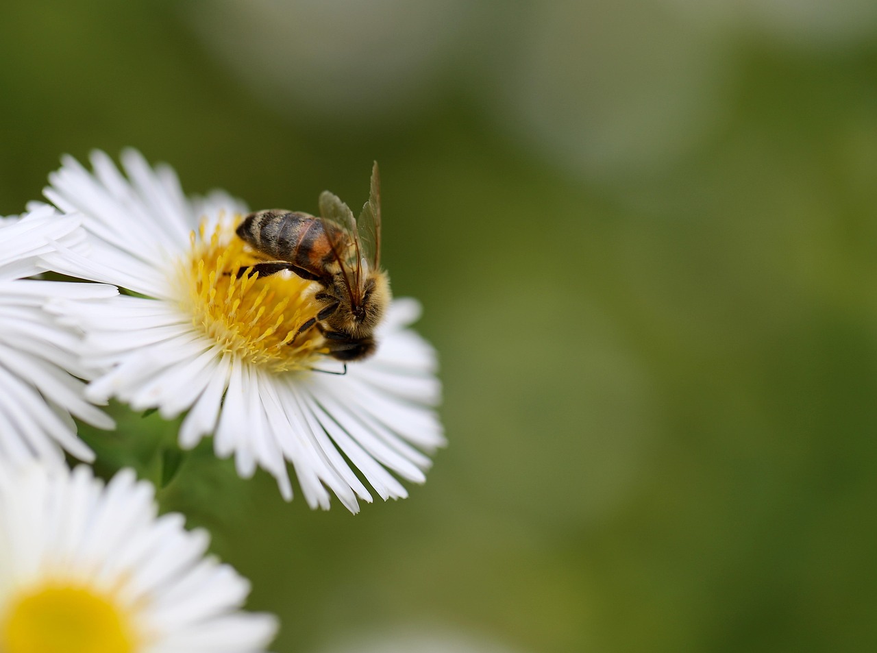 Herausforderungen für die Bienen