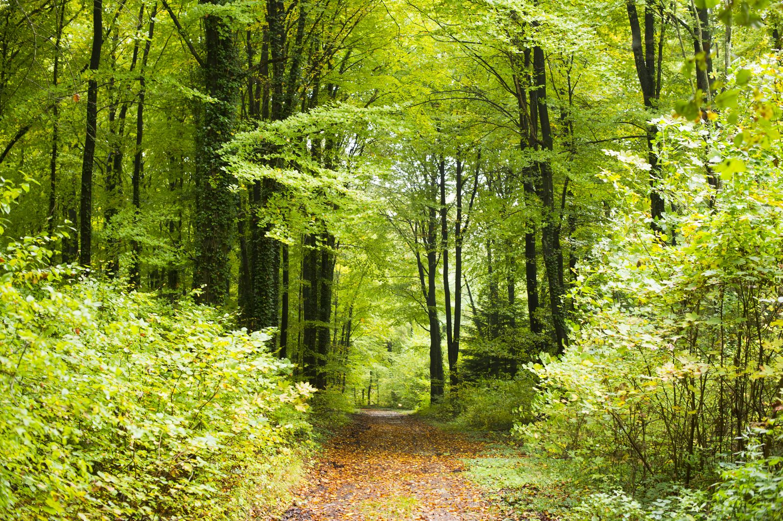 Promenade dans les bois