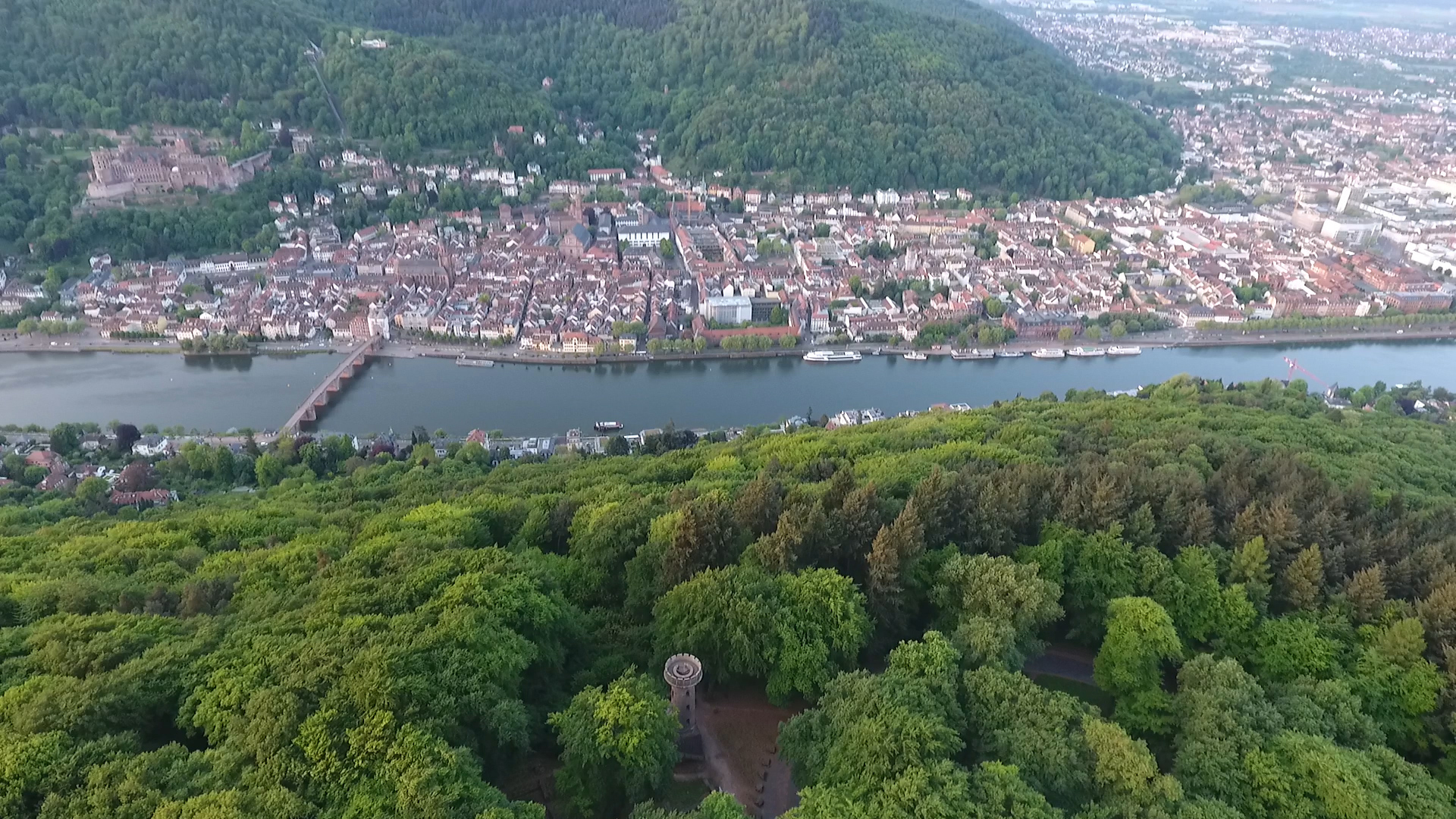 Heidelberg-Neuenheim: Gänse auf Abwegen - Ernst-Walz-Brücke kurzzeitig in beide Richtungen blockiert