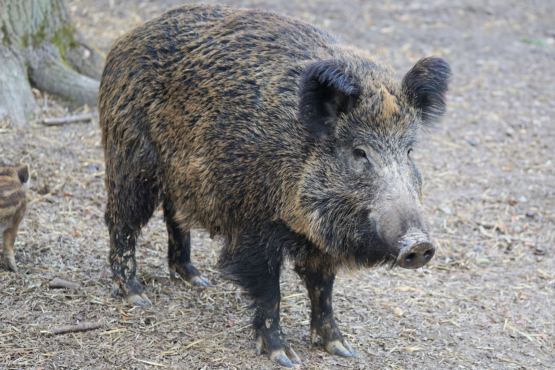 Heidelberg/Weststadt: Passantin nach Wildschweinattacke leicht verletzt.