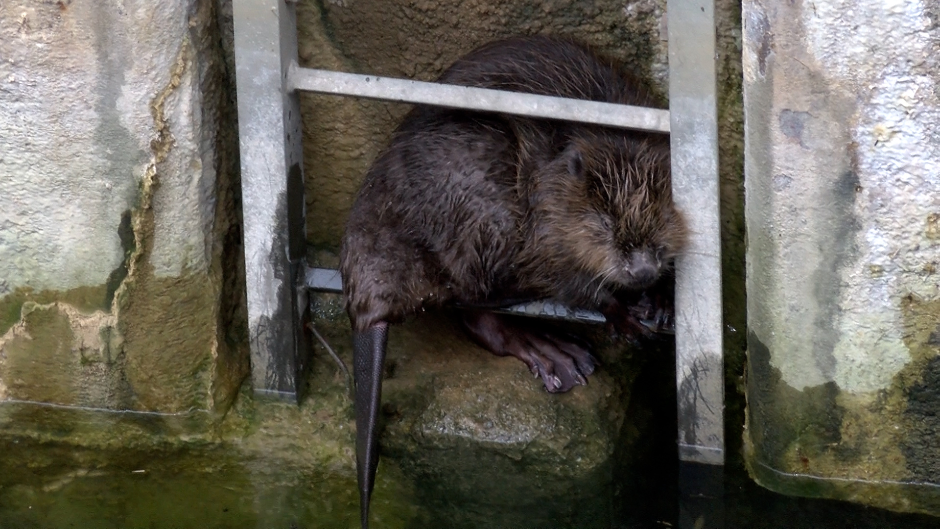 Mannheim: Sturz aus 15 Meter Höhe - Tierrettung Rhein-Neckar und Berufsfeuerwehr retten erneut Biber aus Schleusenkammer