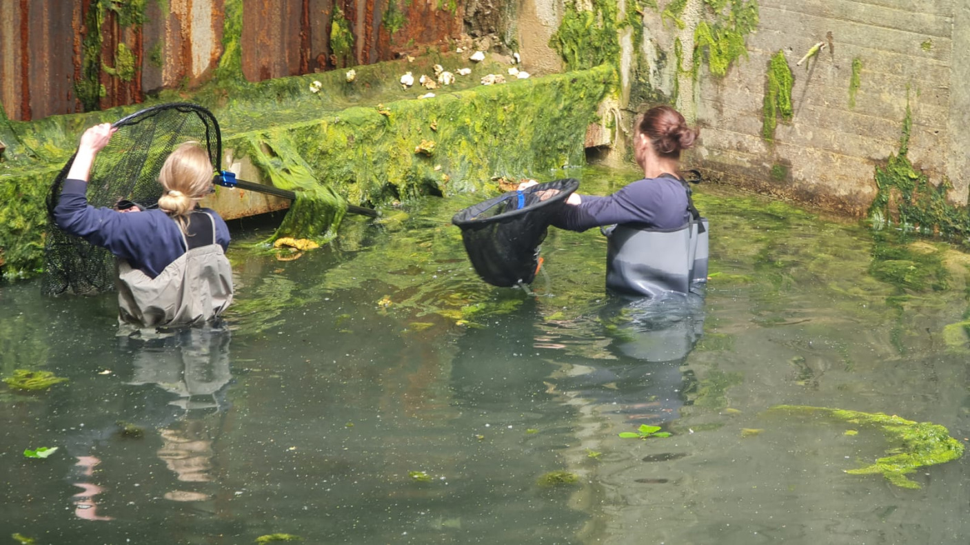 Mannheim-Feudenheim: Biberrettung aus Schleuse