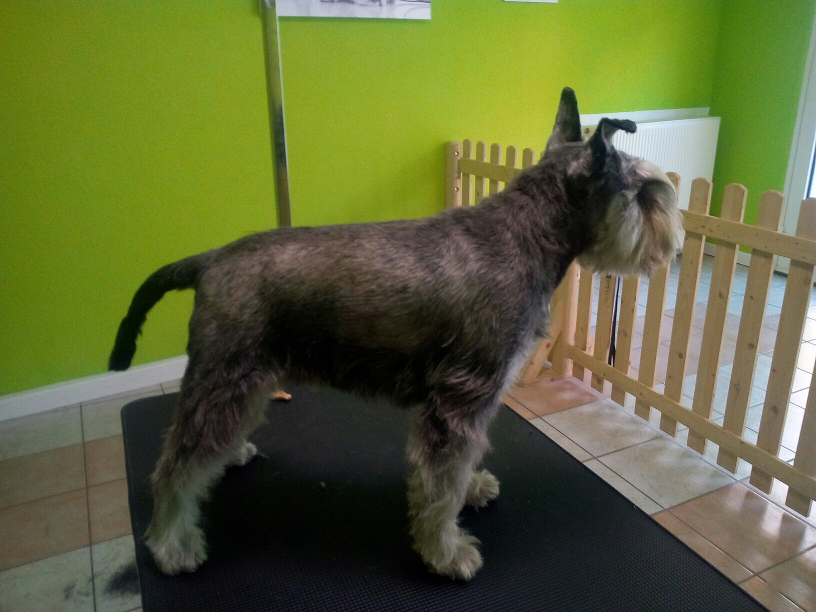 Getrimmter Zwergschnauzer