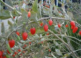 baie de Goji