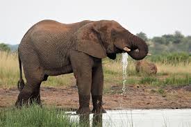 élephant et cancer