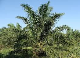 palmeraie