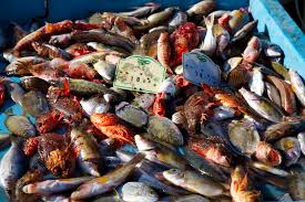 le poisson et les MCV