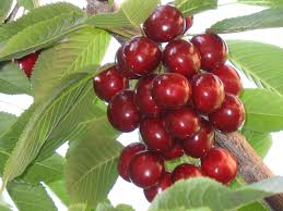 cerise