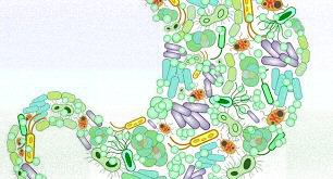 rôle immunitaire