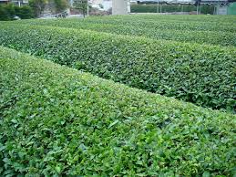 Camellia sinensis