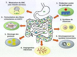 Les probiotiques sontils bénéfiques pour la santé ?  Sourcier