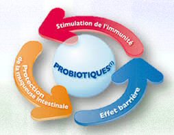 prébiotique et probiotique
