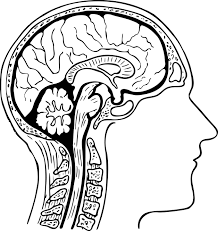 coupe du cerveau humain