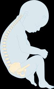 sommeil du foetus