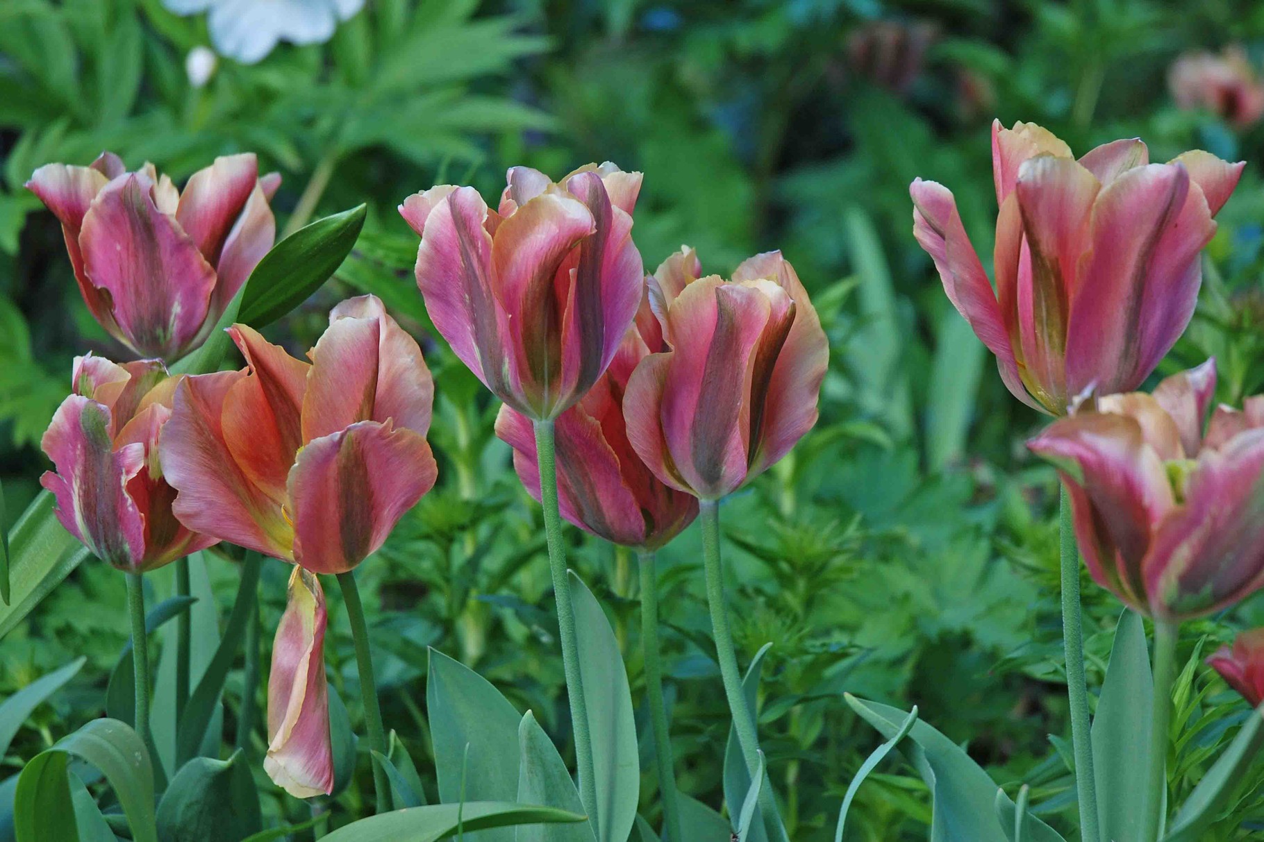 Fotogalerie Garten Ulbrich Willkommen bei Garten Ulbrich