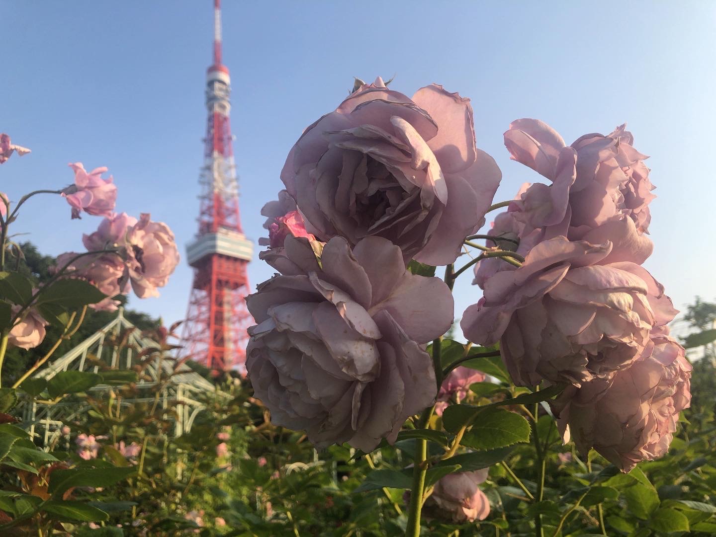 バラの季節を楽しむ
