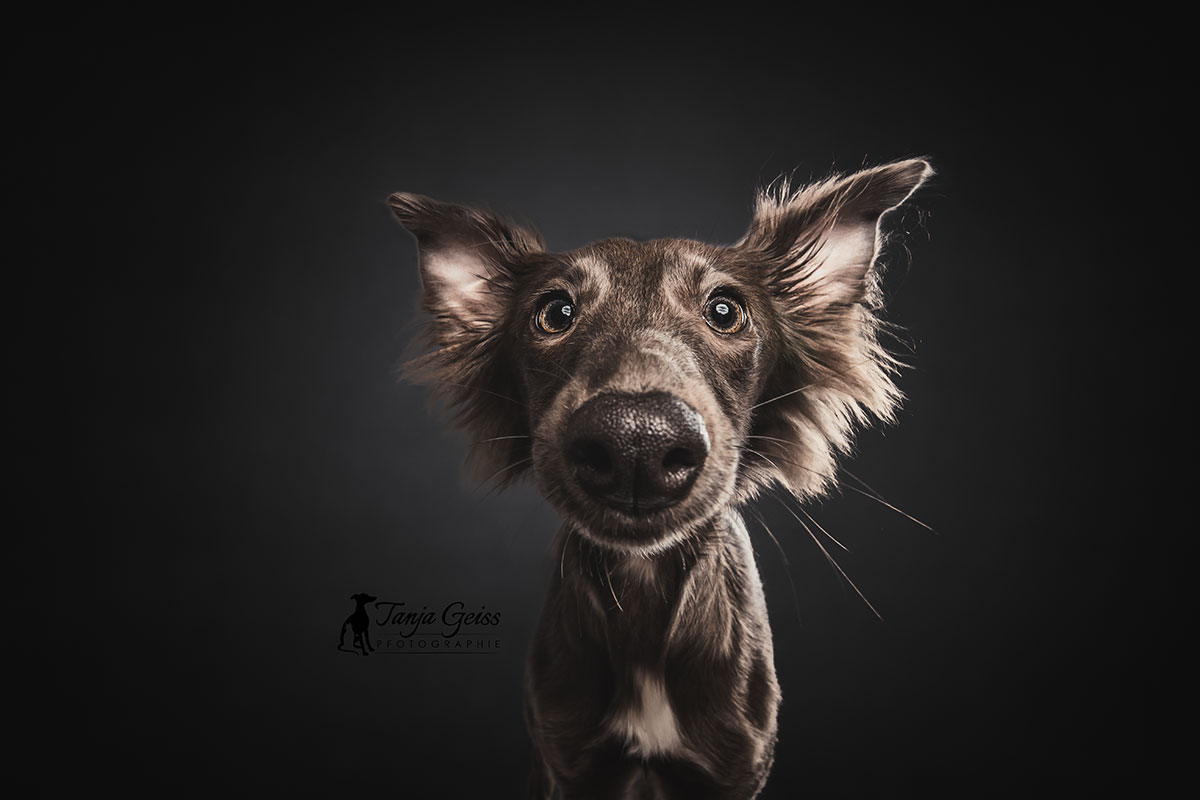 Tierportrait