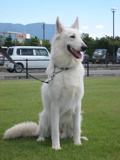 牡 ホワイト シェパード犬舎ファーストーリレーション 牡 ホワイト シェパード犬舎ファーストーリレーション