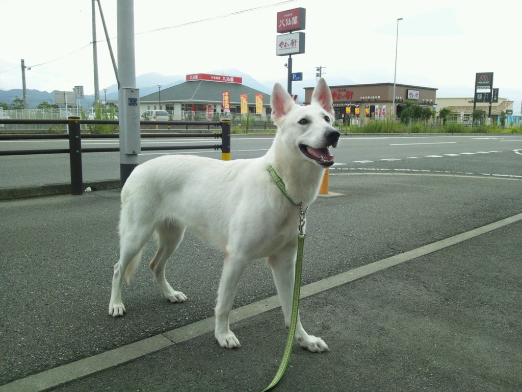 Maruyama Jp Alps Birth 06 4 12 アメリカチャンピオン直子 ホワイト シェパード犬舎ファーストーリレーション