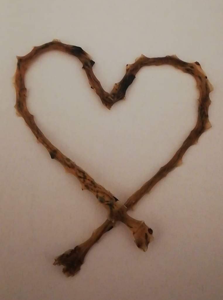 The umbilical cord of mother Judith and daughter Mathilda, dried by me, guarded like a treasure by Mathilda, photographed by Judith. 