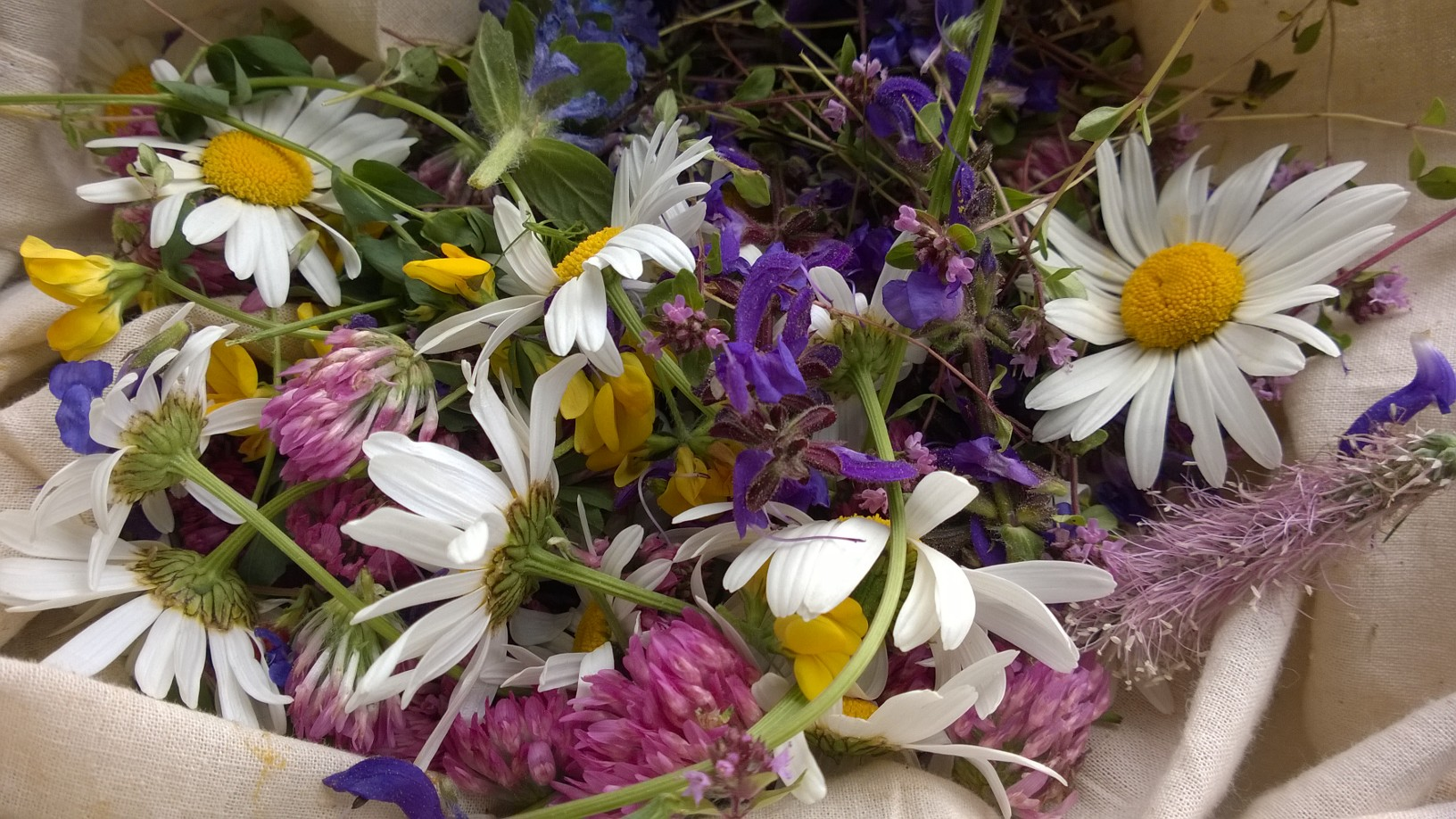 Essbare Wildblumen