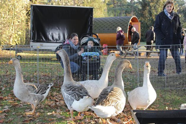 Stefan Grundmeier aus Kaunitz hat seine »Steinbacher Kampfgänse« zum ersten Senner Martinsmarkt auf dem Campingplatz Am Furlbach ausgestellt. Foto: Monika Schönfeld