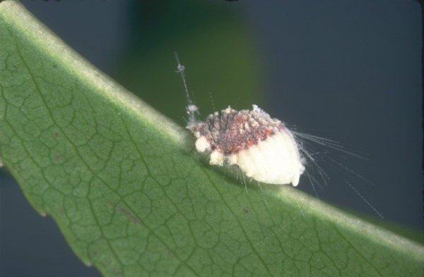 Coccinilia:famiglia degli acari. Insetti facilmente identificabili per il loro aspetto cotonoso e ceroso, suggono la linfa delle foglie provocandone l'avvizzimento