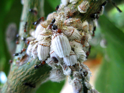 Coccinilia:famiglia degli acari. Insetti facilmente identificabili per il loro aspetto cotonoso e ceroso, suggono la linfa delle foglie provocandone l'avvizzimento