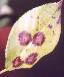 Cercosporiosi: La malattia fungina Si manifesta sulle foglie con caratteristiche macchie necrotiche che, nei casi di infezione grave, si espandono fino a causarne il disseccamento.