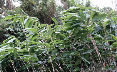 Bambu sasa - adatto a terreni umidi. Per bordure isolate - Sempre verde