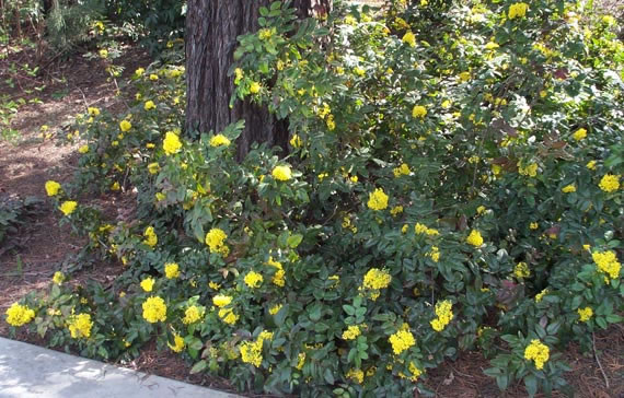 Mahonia repens -  Sempre verde