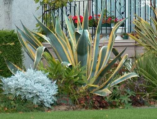 Agave americana variegata - h 1,5 - 2,5 coltivabile anche in vaso