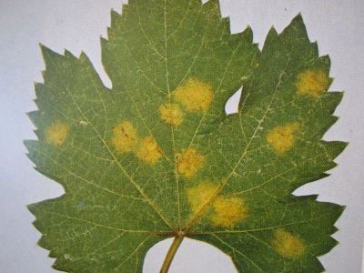Peronospora: malattia fungina è localizzata principalmente lungo i margini della foglia e risultano clorotiche giallastre e tipicamente traslucide (denominate macchie d’olio)
