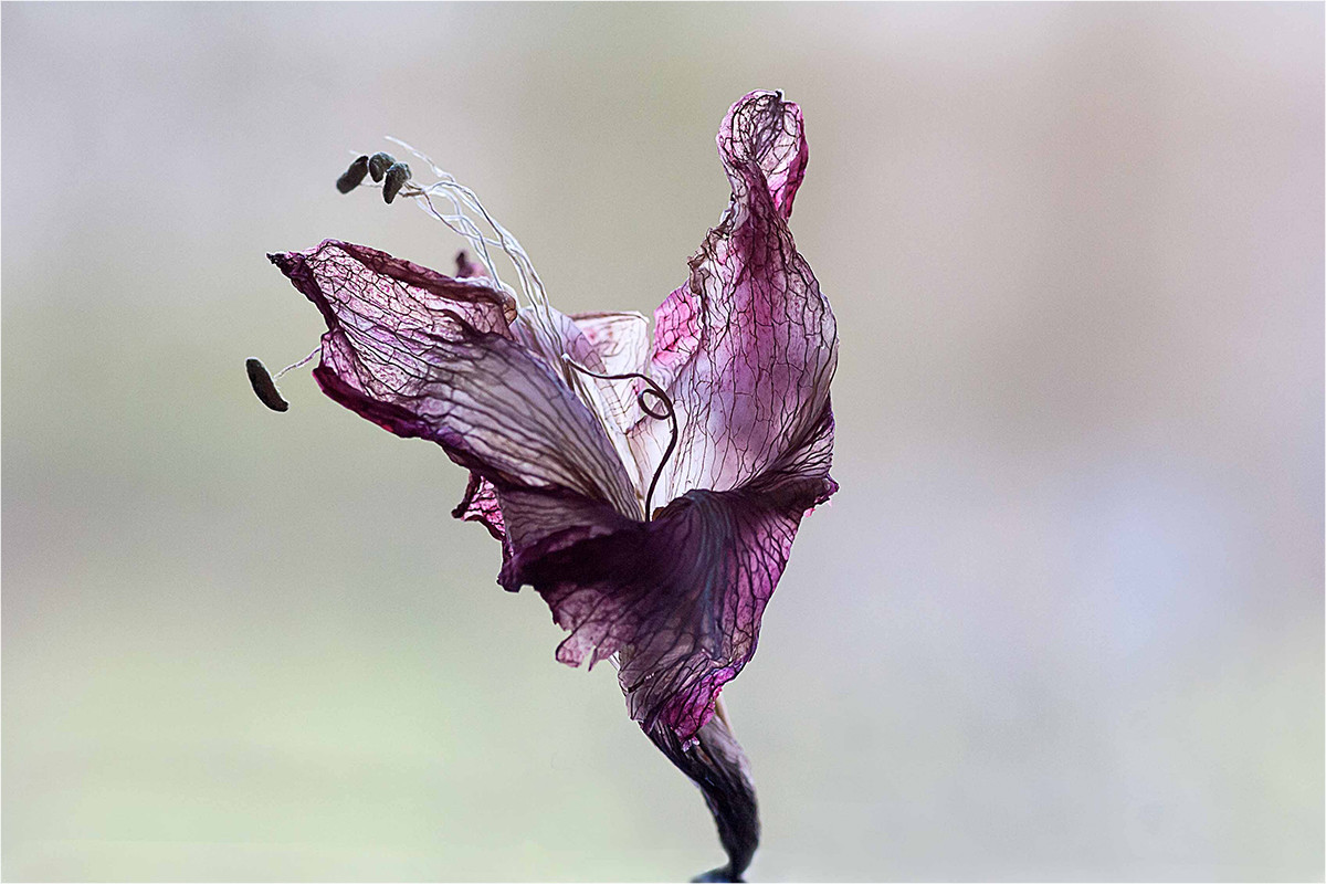 1. Platz: Anita Engel-Schober "Verblühtes Blatt einer Amaryllis"