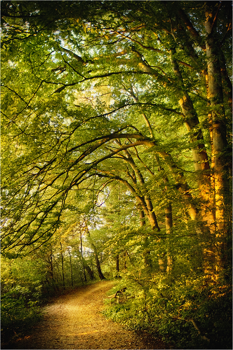 1. Platz: Brigitte Sanladerer "Wanderweg bei Waging am See"