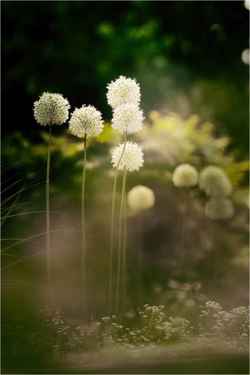 2. Platz: Benjamin Riedl "Allium stipitatum White Giant"