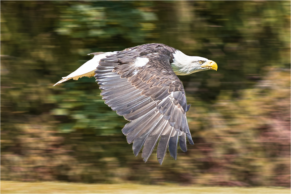 1. Platz: Josef Reiseck "Seeadler"