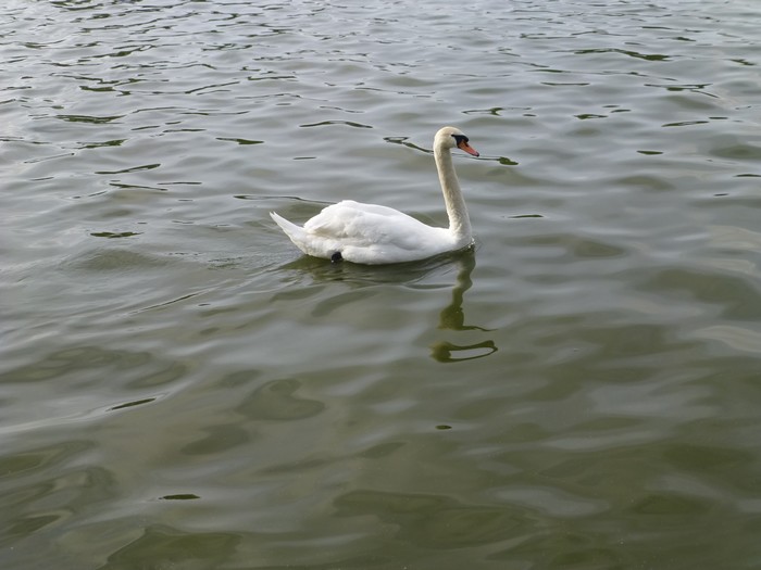 Majestueux cygne