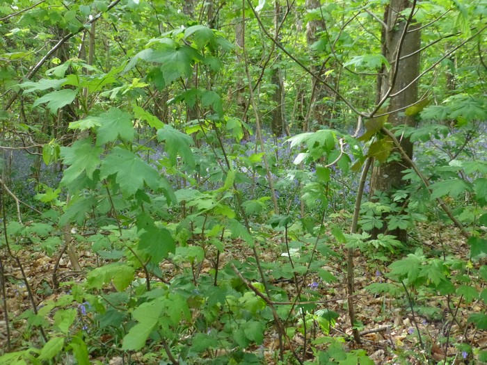 le sous bois et ses jacinthes