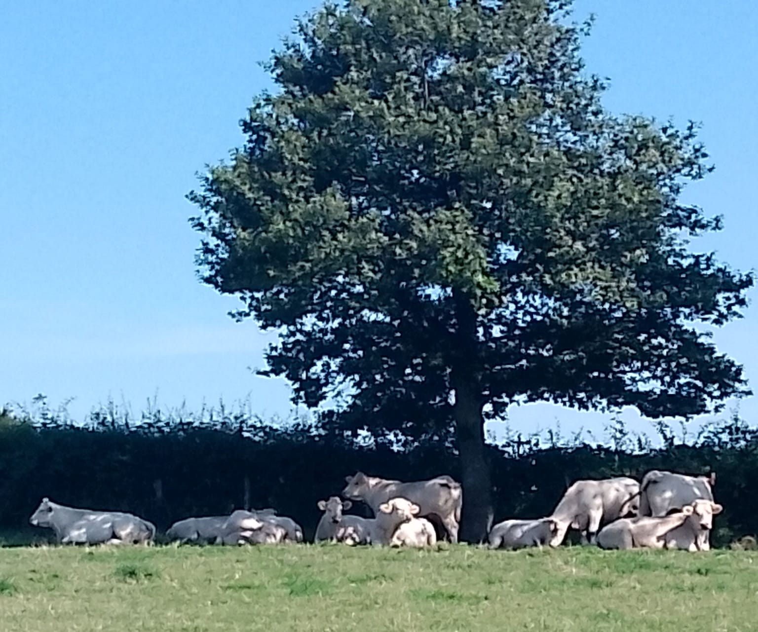 Jeudi : jour de repos .....