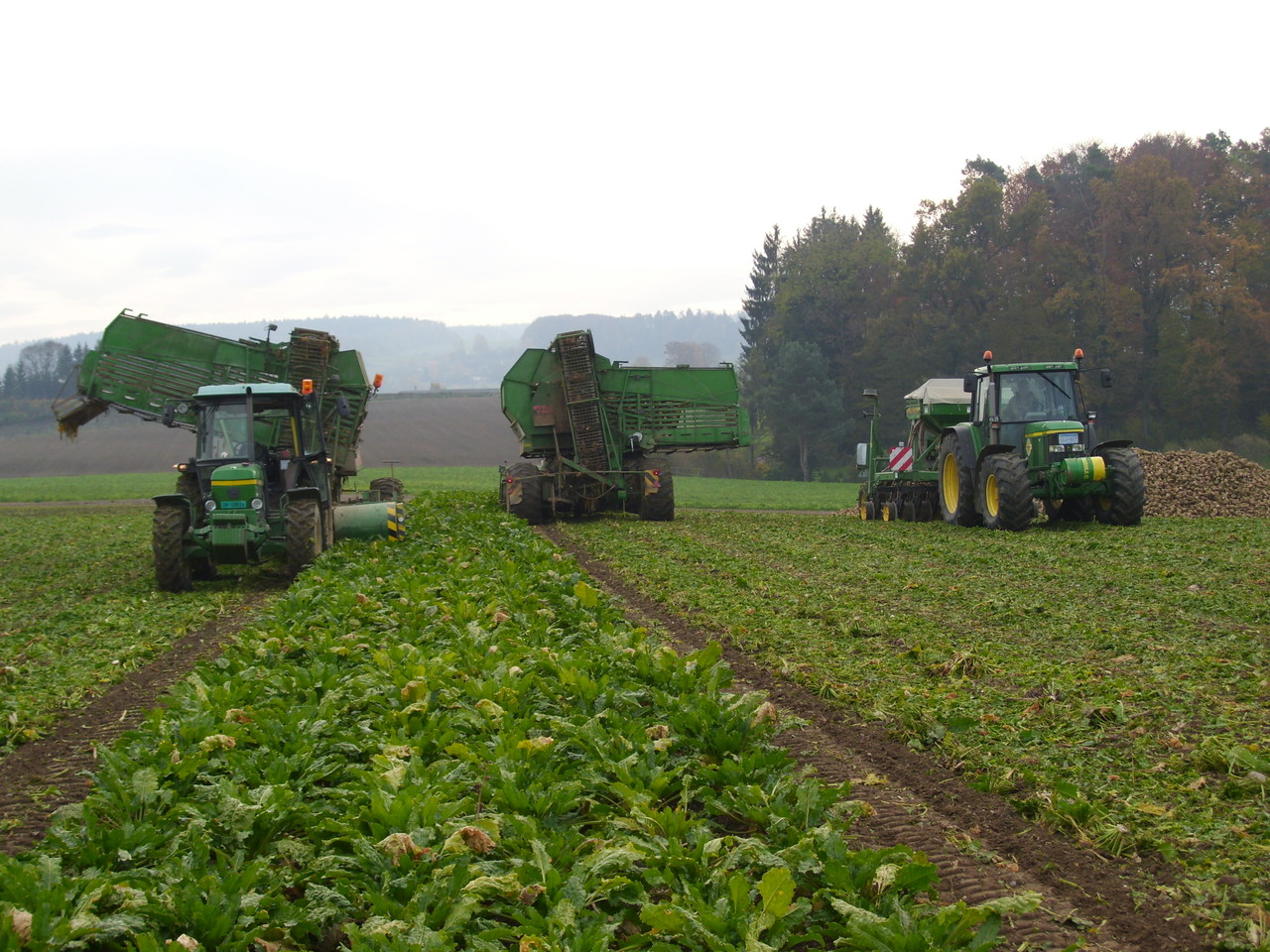 Zuckerrübenernte - Hof Steinmann, Ellikon