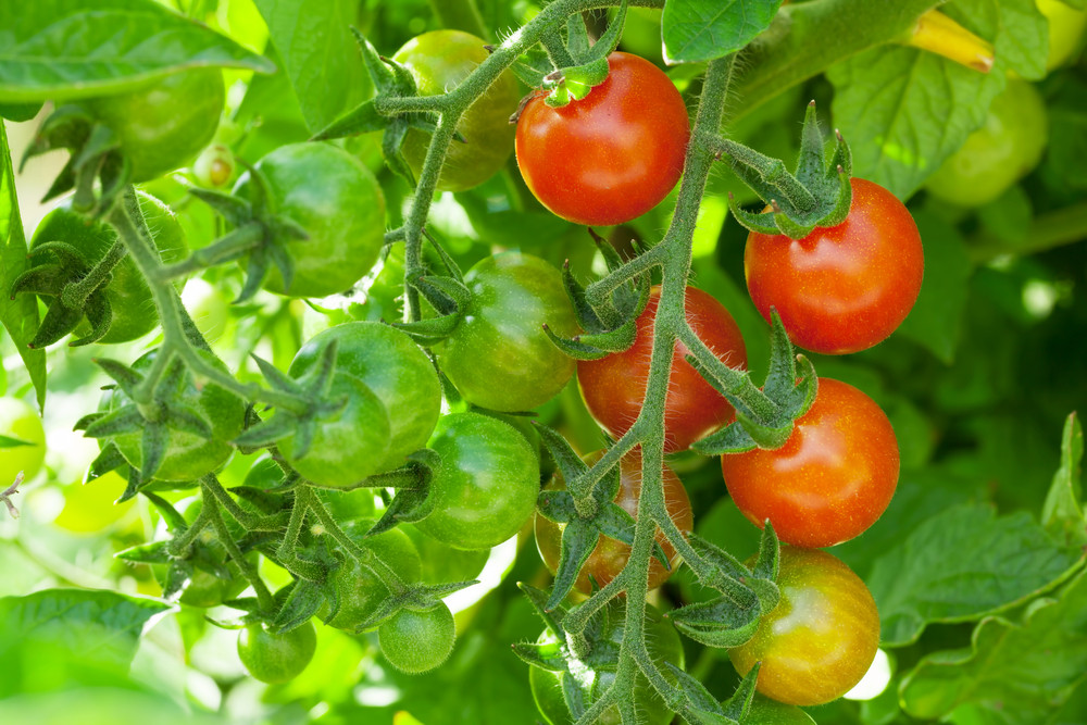 Our Premium Tomatoes - Smoky Mountain Family Farms