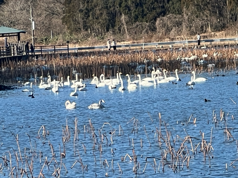長嶺の白鳥