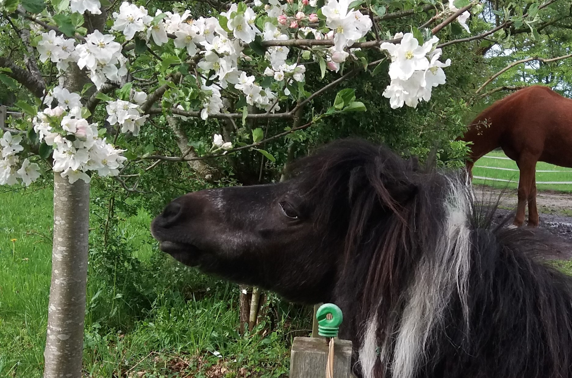 Aromatherapie für Tiere