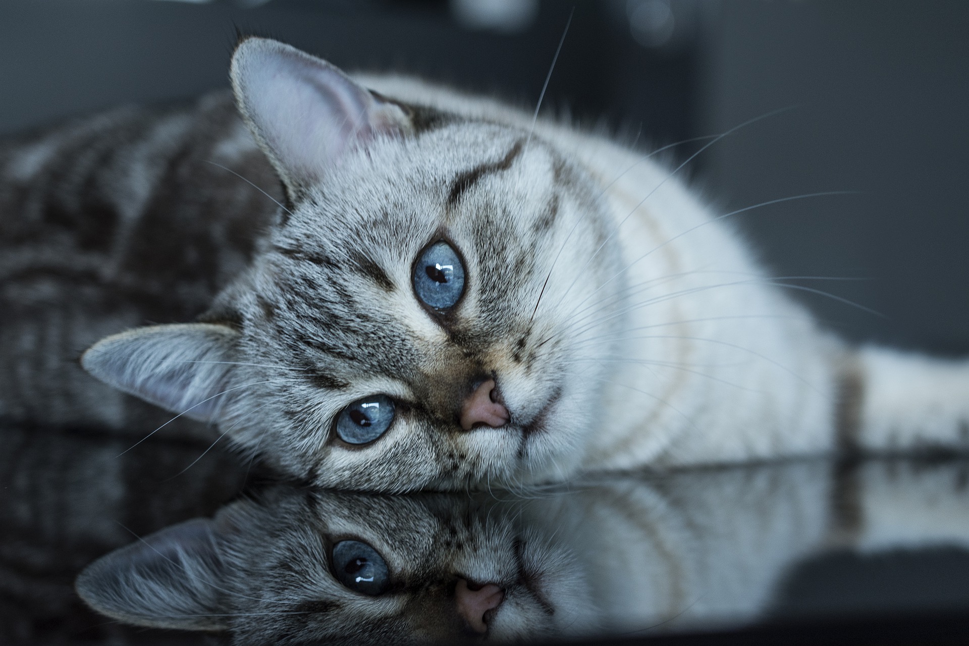Wie Tiere ihre Menschen spiegeln
