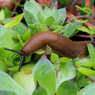 Der Feind in meinem Beet